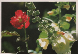 9001167 - Blütenzauber In Rot - Autres & Non Classés
