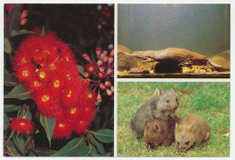Postal Stationery Australia Wombat - Platypus - Flowering Gum - Autres & Non Classés
