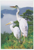 Postal Stationery Korea 2009 Bird - Heron - Other & Unclassified