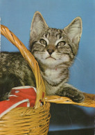 KATZE MIEZEKATZE Tier Vintage Ansichtskarte Postkarte CPSM #PAM455.A - Katzen