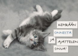 GATTO KITTY Animale Vintage Cartolina CPSM Unposted #PAM383.A - Katzen