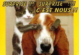 *CPM - Surprise!!! Surprise!!! C'est Nous!! - Chien Et Chat - Humour