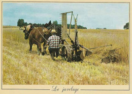 CPM - Métiers D'antan - Le Javelage - Cultivation