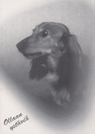 DOG Animals Vintage Postcard CPSM #PAN972.A - Hunde