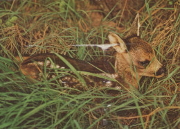 DEER Animals Vintage Postcard CPSM #PBS550.A - Andere & Zonder Classificatie