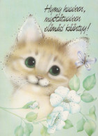 GATTO KITTY Animale Vintage Cartolina CPSM #PBR011.A - Katzen