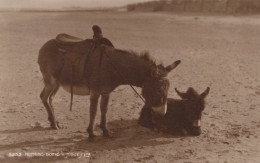 ASINO Animale Vintage CPA Cartolina #PAA229.A - Donkeys