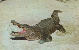 CROCODILE Vintage Postcard CPSMPF #PKG979.A - Sonstige & Ohne Zuordnung