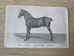 ESPECES CHEVALINES RACE HACKNEY ANGLETERRE ETALON DEMI SANG ANGLAIS - Horses