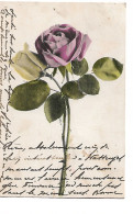 CP Rose Bruxelles Tournai 1906 - Fleurs