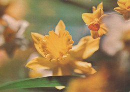 FLOWERS Vintage Postcard CPSM #PAR037.GB - Fleurs