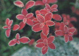 FLEURS Vintage Carte Postale CPSM #PAR516.FR - Flowers