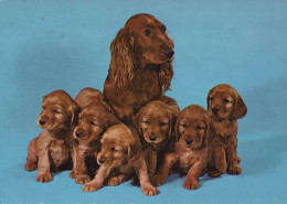 CHIEN Animaux Vintage Carte Postale CPSM #PAN640.FR - Dogs