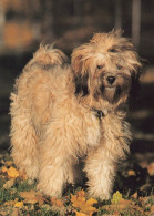 CHIEN Animaux Vintage Carte Postale CPSM #PAN575.FR - Hunde