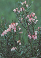 FLOWERS Vintage Postcard CPSM #PBZ707.GB - Fleurs