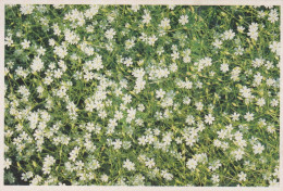 FLOWERS Vintage Postcard CPSM #PBZ587.GB - Bloemen