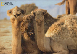 CAMEL Animals Vintage Postcard CPSM #PBS893.GB - Andere & Zonder Classificatie