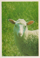 RAM Animals Vintage Postcard CPSM #PBS618.GB - Otros & Sin Clasificación