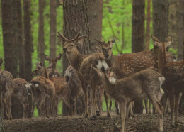 DEER Animals Vintage Postcard CPSM #PBS557.GB - Otros & Sin Clasificación