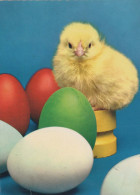 EASTER CHICKEN EGG Vintage Postcard CPSM #PBP073.GB - Ostern