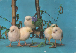 EASTER CHICKEN Vintage Postcard CPSM #PBO945.GB - Ostern