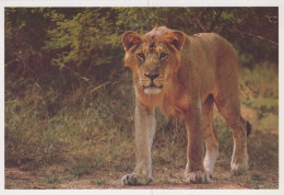 LYNX GROS CHAT Animaux Vintage Carte Postale CPSM Unposted #PAM015.FR - Sonstige & Ohne Zuordnung