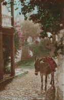 ÂNE Animaux Vintage Antique CPA Carte Postale #PAA272.FR - Donkeys