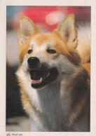 CHIEN Animaux Vintage Carte Postale CPSM #PBQ533.FR - Dogs