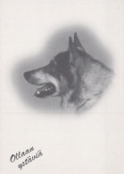 PERRO Animales Vintage Tarjeta Postal CPSM #PAN971.ES - Hunde