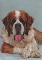 PERRO Animales Vintage Tarjeta Postal CPSM #PAN447.ES - Dogs