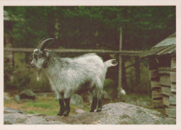 RAM Animaux Vintage Carte Postale CPSM #PBS620.FR - Otros & Sin Clasificación