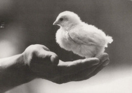 OISEAU Animaux Vintage Carte Postale CPSM #PBR581.FR - Birds