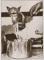 CHAT CHAT Animaux Vintage Carte Postale CPSM #PBQ743.FR - Cats