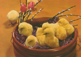 PÂQUES POULET Vintage Carte Postale CPSM #PBO947.FR - Ostern