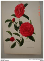 N ° 22 PLANCHES , CHROMOS,POSTER,48cmX33 Cm CAMELLIA   RETICULATA  ROBERT FORTUNE - Unclassified