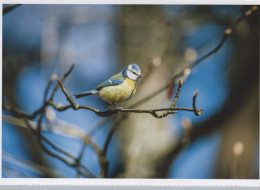 VOGEL Tier Vintage Ansichtskarte Postkarte CPSM #PAN385.DE - Vögel