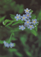 FLOWERS Vintage Ansichtskarte Postkarte CPSM #PAR276.DE - Blumen