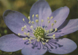 FLOWERS Vintage Ansichtskarte Postkarte CPSM #PAR397.DE - Blumen