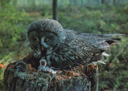 VOGEL Tier Vintage Ansichtskarte Postkarte CPSM #PAN260.DE - Vögel