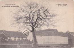 Postkaart - Carte Postale - Hakendover - De Spikboom Der Legende  (C6121) - Tienen