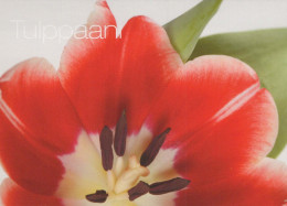 FLOWERS Vintage Ansichtskarte Postkarte CPSM #PBZ165.DE - Blumen