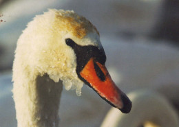 VOGEL Tier Vintage Ansichtskarte Postkarte CPSM #PBR644.DE - Vögel