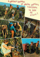 Vignes - Vendanges - Multivues - CPM - Voir Scans Recto-Verso - Vignes