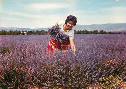 Femmes - Scène De Provence - Cueillette De La Lavande - Folklore - CPM - Voir Scans Recto-Verso - Femmes