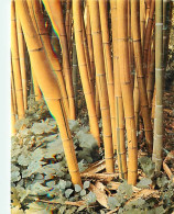 30 - Anduze - Générargues - Bambouseraie De Prafrance - Le Bambou, Plante Décorative - Variété, Phyllostachys Sulfurea - - Anduze