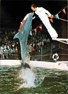 Animaux - Rust Baden - Europa Park - Freizeit Und Familienpark - Florida Delphin-Show - Spectacle De Dauphins - Dolphins - Dauphins