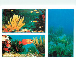 Animaux - Poissons - Poissons Tropicaux - Multivues - CPM - Voir Scans Recto-Verso - Fish & Shellfish