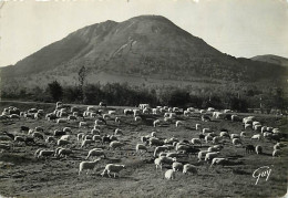 Animaux - Moutons - Environs De Clermont-Ferrand - Le Puy De Dôme (1465 M) - Carte Dentelée - CPSM Grand Format - Etat P - Autres & Non Classés