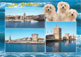 Animaux - Chiens - Bichon Maltais - La Rochelle - Multivues - CPM - Voir Scans Recto-Verso - Dogs