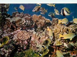 Animaux - Poissons - Poissons Des Tropiques - Jardin De Corail - 5878 - Carte Neuve - CPM - Voir Scans Recto-Verso - Fish & Shellfish